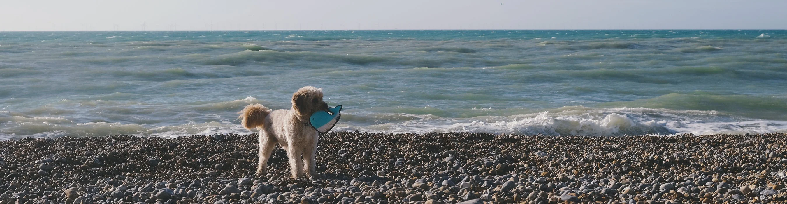 Plush Whale Dog Toy - Image 4